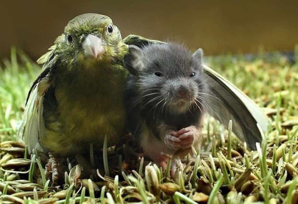 bird and rat